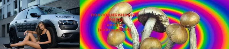 Псилоцибиновые грибы Psilocybe Мурманск