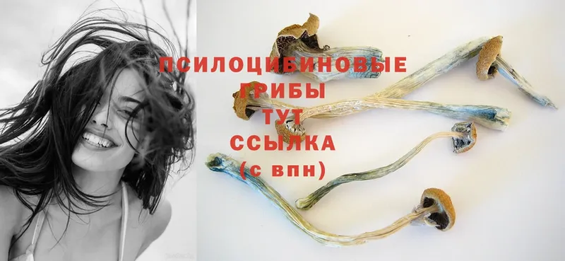 Галлюциногенные грибы Psilocybe  Мурманск 